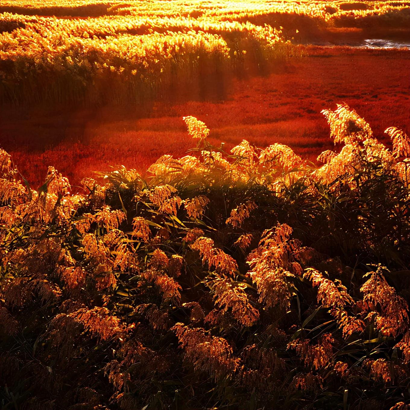 盘锦暖阳下的友情时光